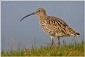 VdJ-1982 Grosser-Brachvogel VdJ-1982 Grosser-Brachvogel
