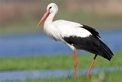 VdJ-1984 Weissstorch VdJ-1984 Weissstorch