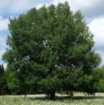 Baum des Jahres 2026: Die Zitterpappel Baum des Jahres 2026: Die Zitterpappel