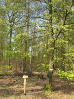 Waldlehrpfad-Krimlinde-200.jpg Waldlehrpfad-Krimlinde-200.jpg