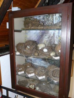 Schaukasten-Gelege-250.jpg Schaukasten-Gelege-250.jpg