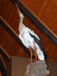 Storch-250.jpg Storch-250.jpg