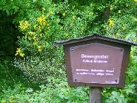 Waldlehrpfad-Ginster-200.jpg Waldlehrpfad-Ginster-200.jpg