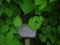 Waldlehrpfad-Krimlinde-200.jpg Waldlehrpfad-Krimlinde-200.jpg