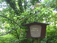 Waldlehrpfad-Rotdorn-200.jpg Waldlehrpfad-Rotdorn-200.jpg