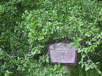 Waldlehrpfad-Scharzdorn-200.jpg Waldlehrpfad-Scharzdorn-200.jpg